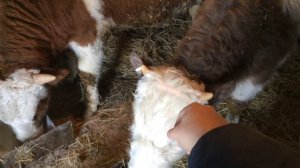 Содержание бычков в домашних условиях. Помещение для КРС.