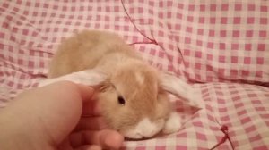 Кролик вислоухий баран 2 мес