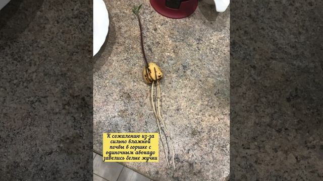 Рост авокадо в течении 2 месяцев. Подробное видео из косточки в деревце. смотреть онлайн