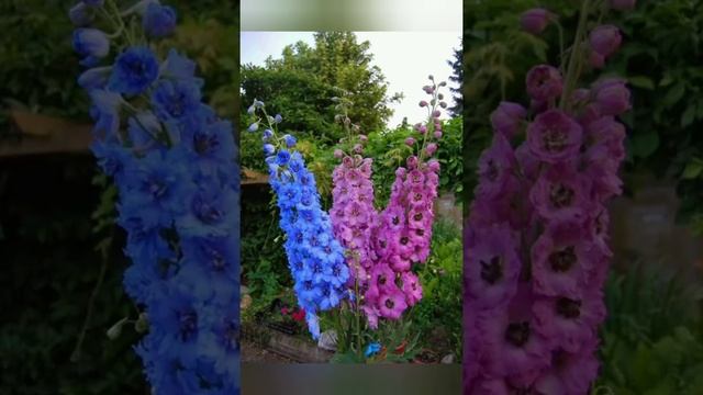 Дельфиниумы смотреть онлайн