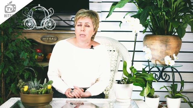 Вы Делали ЭТО НЕПРАВИЛЬНО ? Мифы о Кактусах ? Советы От Хитсад ТВ смотреть онлайн