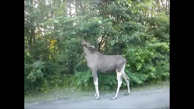 ЛОСЬ смотреть онлайн