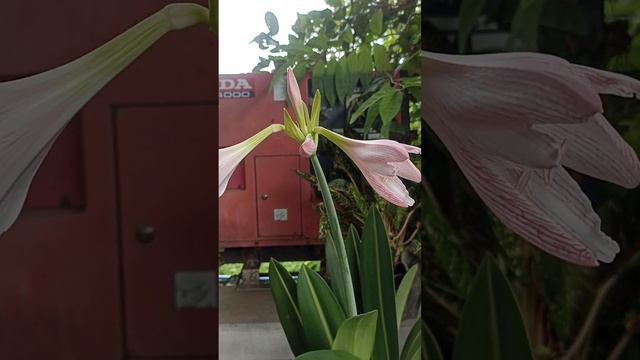 My Pink Stripe Amaryllis @simpliciamanimtim смотреть онлайн