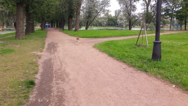 Дрессировка басенджи. Команда Ко мне. смотреть онлайн