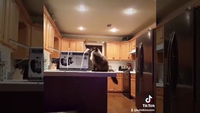 Caramel the fancy cat taking on a box смотреть онлайн