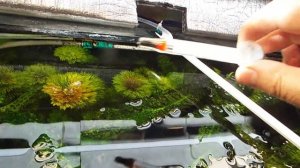 Протока в моём аквариуме.