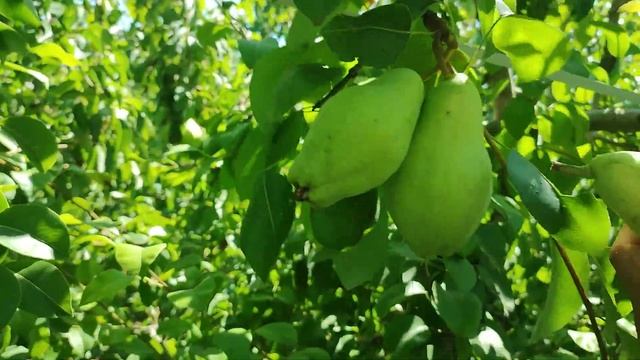 Сбор груши "Санта-Мария" смотреть онлайн