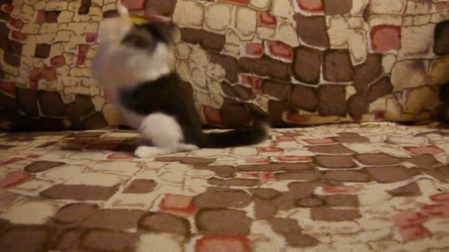 Норвежская лесная кошечка Nefertiti On Fashion Peak, 2 месяца, часть 1 смотреть онлайн