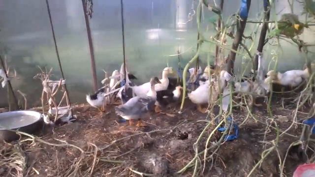 Утята Башкирские, месяц жизни смотреть онлайн