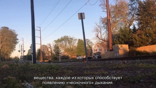 Какие продукты помогут избавиться от запаха чеснока изо рта? смотреть онлайн