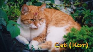 Животные для детей на Английском языке | Учим животных на Английском