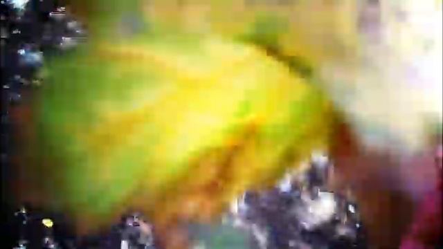 Leaves, sow, tree paths Листья, сеять, тропинки деревьев смотреть онлайн