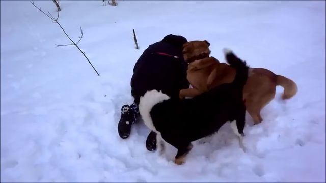 Выхи в П-Л: прогулка по лесу и катание с горки смотреть онлайн