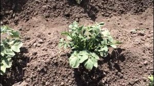 Так растет мой подмороженный картофель. Сравниваем с тем, который не пострадал в зимний период