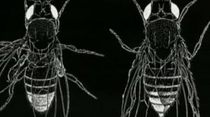 Мутации мухи дрозофилы  Лабораторная работа