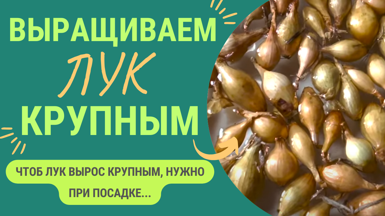 Луковица вырастет курпной! Как сажать лук на крупные луковицы смотреть онлайн