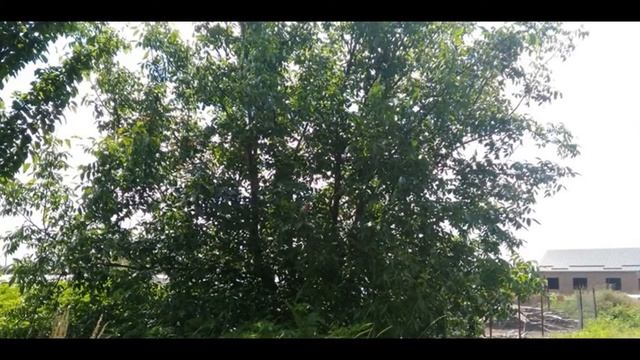 Участок 10 соток в ст. Холмской, Абинский р-он, Краснодарский край смотреть онлайн