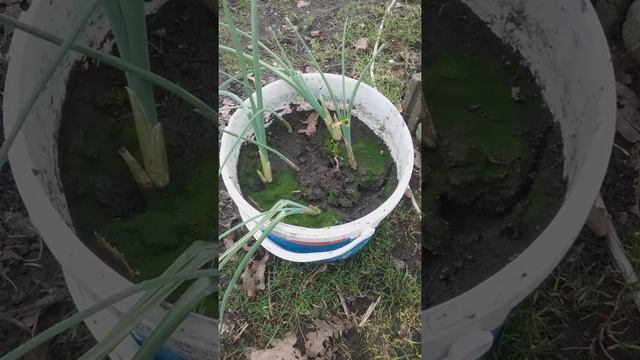 Нарциссы, тюльпаны и другие луковичные , метод выращивания в ведре. Метод Мохования. смотреть онлайн