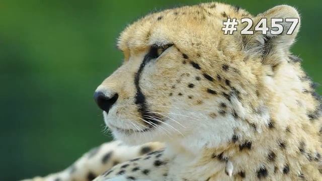 #2457. Гепарды (В мире животных)