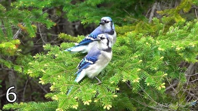 10 Fun Facts About Blue Jays | Noisy, Beautiful, Interesting смотреть онлайн