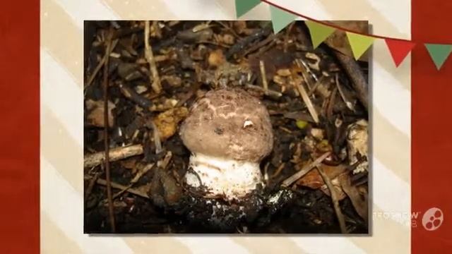 Agaricus subperonatus - fungi kingdom смотреть онлайн