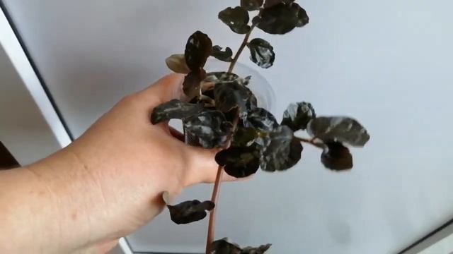 Разные комнатные цветы смотреть онлайн