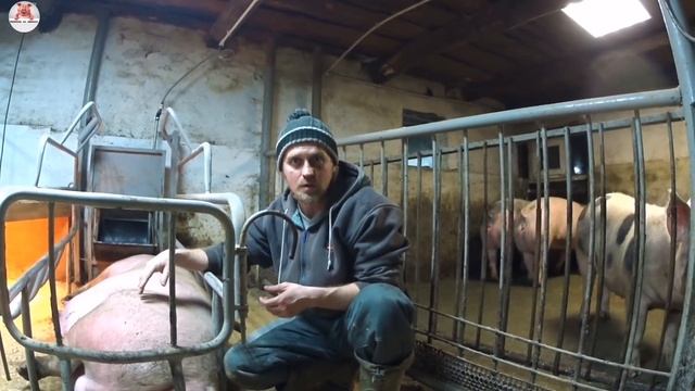 Первый опорос в опоросном станке свиноматки породы пьетрен /макстер смотреть онлайн