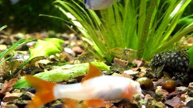 лабео альбинос смотреть онлайн