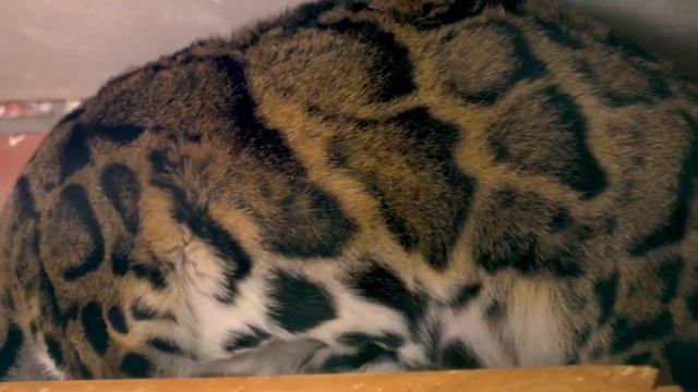 В питомник под Волоколамском привезли двух дымчатых леопардов смотреть онлайн