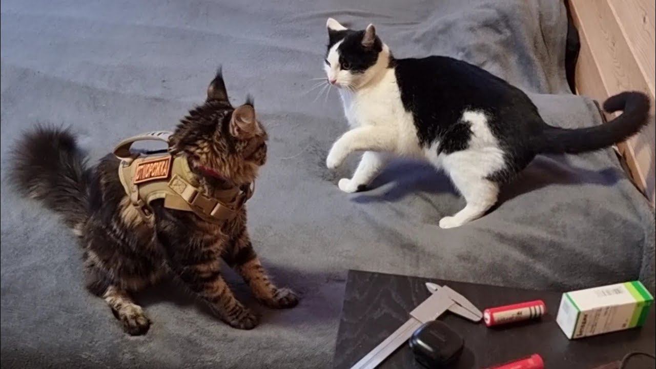 Yoll's добрый Stream из Совиного дола. Продолжаем коротать зиму