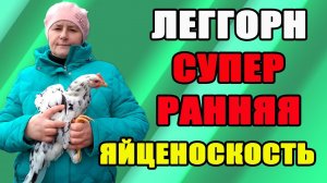 Почему мои леггорны занеслись в 4.5 месяца?