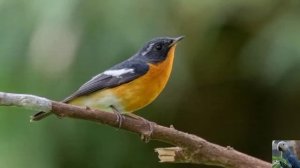 Голоса птиц: Таёжная мухоловка или мухоловка-мугимаки