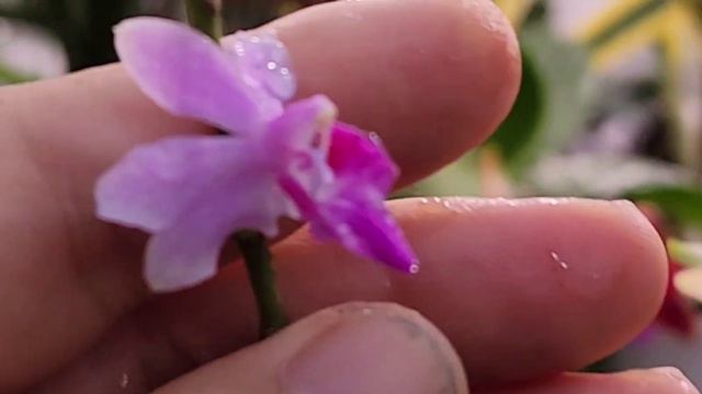 #택배못보내서죄송합니다 #Bifrenaria #비프레라리아# Phalaenopsis Sogo Gotris #팔레놉시스 소고 고트리스#흰색호접대륜#2023년 7월 31일 смотреть онлайн