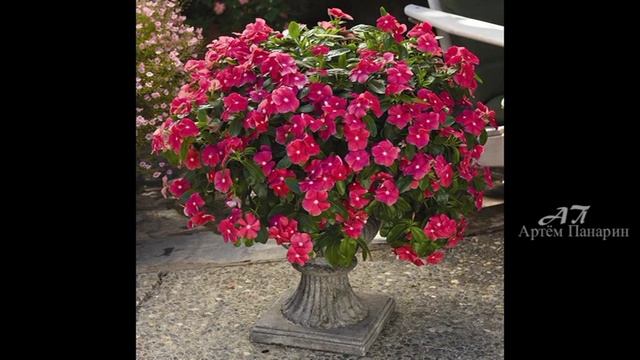 Катарантус - цветы для сада и квартиры - ЛЮБИМЫЕ ЦВЕТЫ ( Артём Панарин ) смотреть онлайн