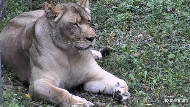 Gorgeous Koda lioness at Big Cat Rescue. смотреть онлайн