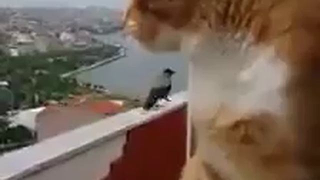 выяснение отношений смотреть онлайн