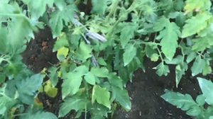 Заболевания томатов. Альтернариоз (как распознать, чем лечить).