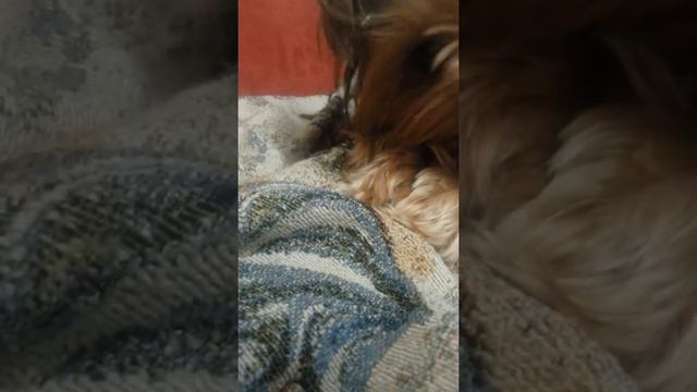 Моя собака ест смотреть онлайн