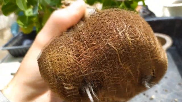 Пересадка фикуса Гинсенг (Ficus ginseng). Правильная корневая система в акадаме. смотреть онлайн