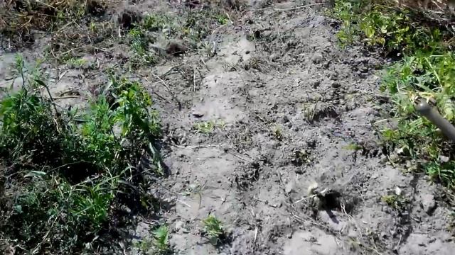 Картофель раннего срока созревания сорта Ривьера. г Чернигов. смотреть онлайн