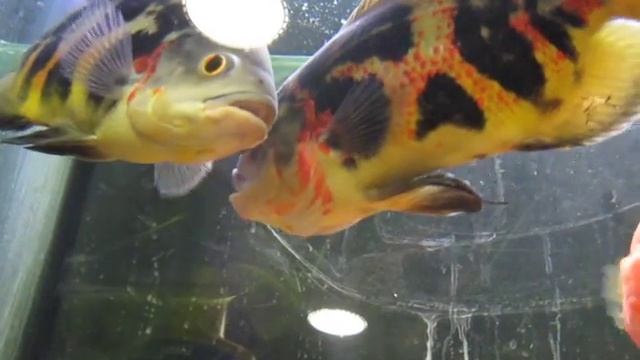 Хищные аквариумные рыбки бодаются смотреть онлайн