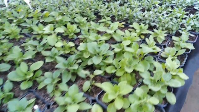 Для лучшего кущения петунии применяю препарат флорон.