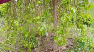 ШЕЛКОВИЦА ПЛАКУЧАЯ (Тутовник).Как ОБРЕЗАТЬ дерево,формирование кроны шелковицы.