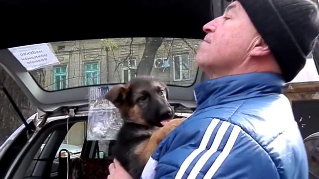 ЩЕНКИ-КРЕПЫШИ. Немецкая овчарка Щенки 2 мес. Продажа собак. Odessa. смотреть онлайн