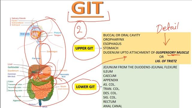 Upper and Lower Gastrointestinal Tract (GIT) INTRO... смотреть онлайн