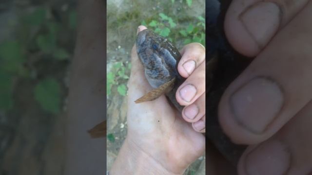 Речной Бычок смотреть онлайн