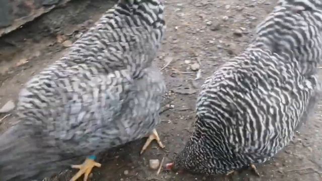 Какую птицу мы считаем породной.... смотреть онлайн