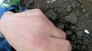 Капельный полив для картофеля ?