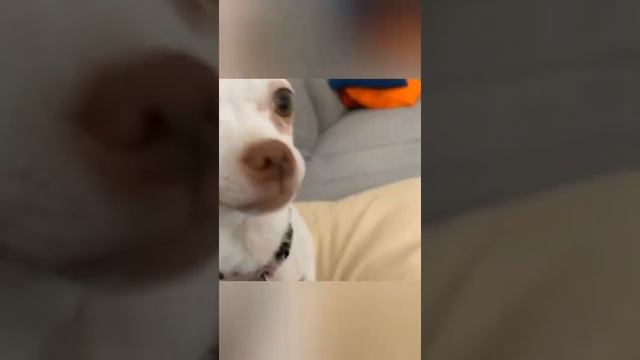🔥 NIKKI (TIKTOK) THE CRAZIEST FUNNY CHIHUAHUA DOG #1। Pet's TV 2m