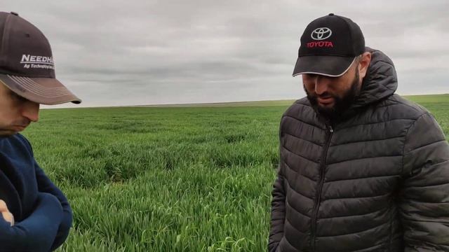 навоз на ноутилл работает?осмотр пшеницы часть 3